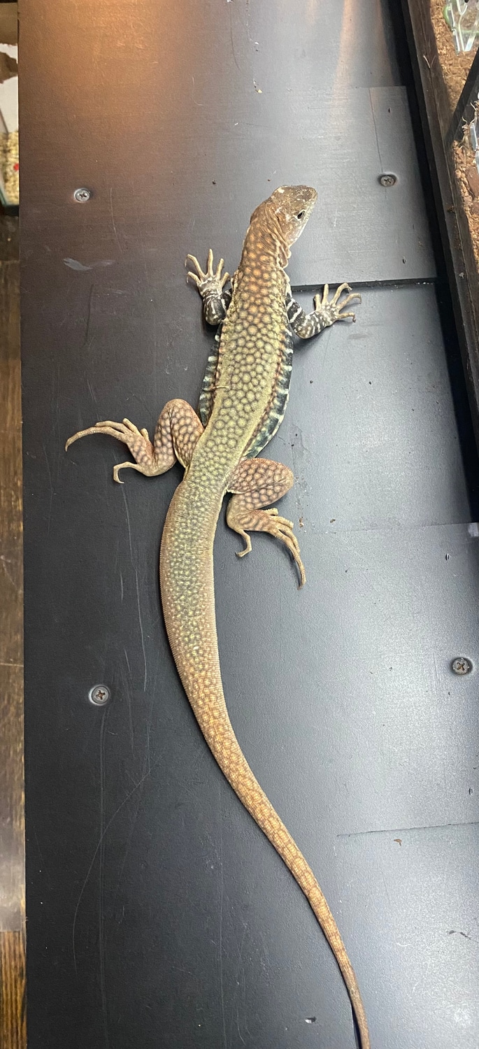 Tame Male Giant Butterfly Agama More Lizard by Jax's Exotics MorphMarket