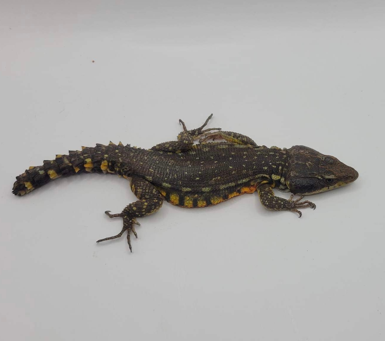 Sale !Drakensberg Crag Lizard (Half Tail) More Lizard by Jax's Exotics