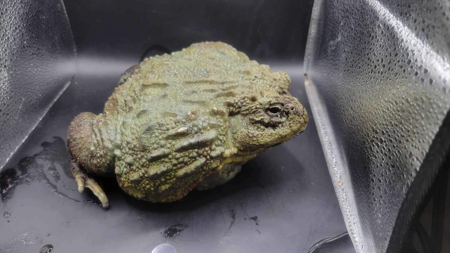 Adult Male Pixie Frogs Other Frog by Jax's Exotics MorphMarket