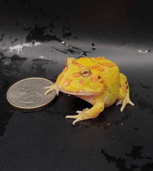 Pacman Exotics Albino Pac-Man Frog Pacman Frog by Jax's Exotics