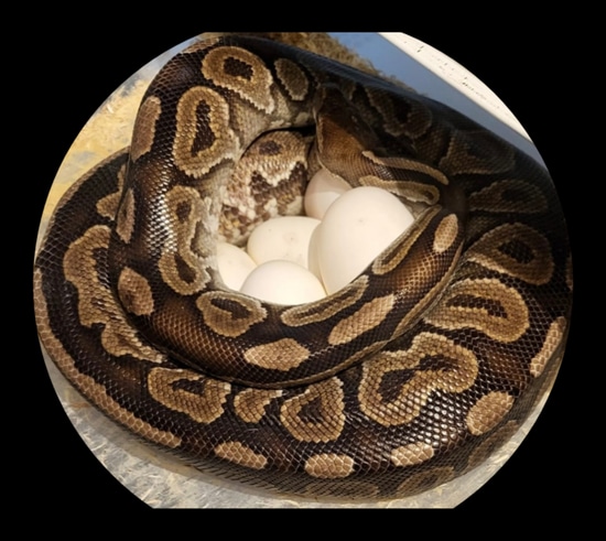 Silverstone Python Large Cinnamon Ball Python by Silverstone serpents