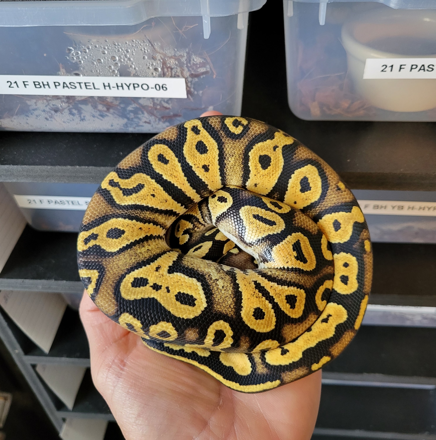 Pastel Blackhead Het Hypo Ball Python by J. Benitez Reptiles MorphMarket