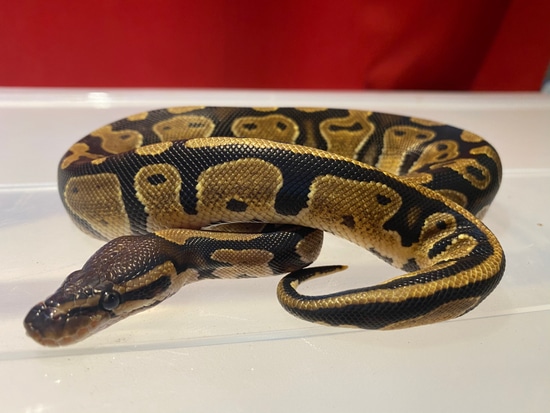 Normal Het Pied Ball Python by OzBall Pythons