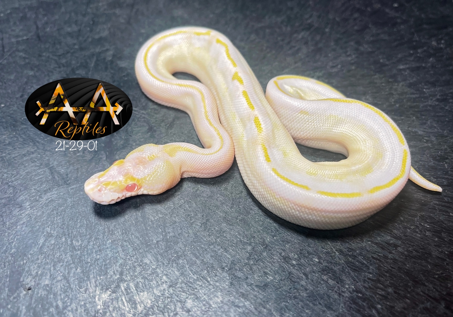 Albino Ivory Ball Python by Double A Arrow Reptiles - MorphMarket