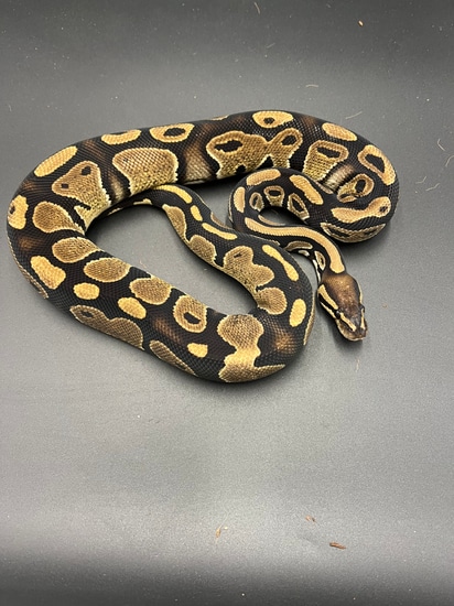 DH Hypo Pied Ball Python by Patriotic Exotics