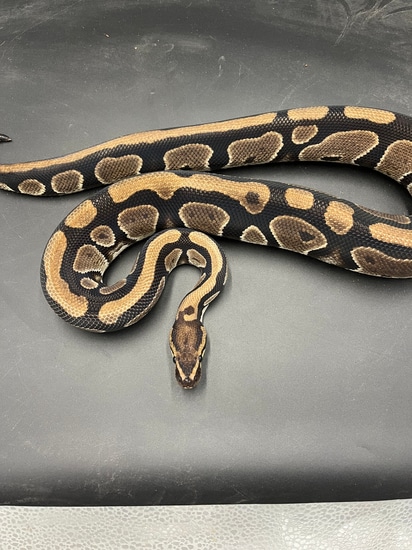 Normal Ball Python Face Normal Ball Python by Patriotic Exotics