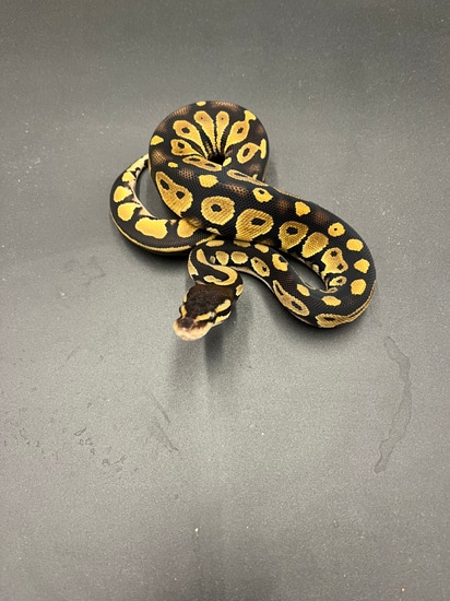 Pastel Black Head Ball Python by Patriotic Exotics