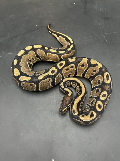 DH Hypo Pied Ball Python by Patriotic Exotics