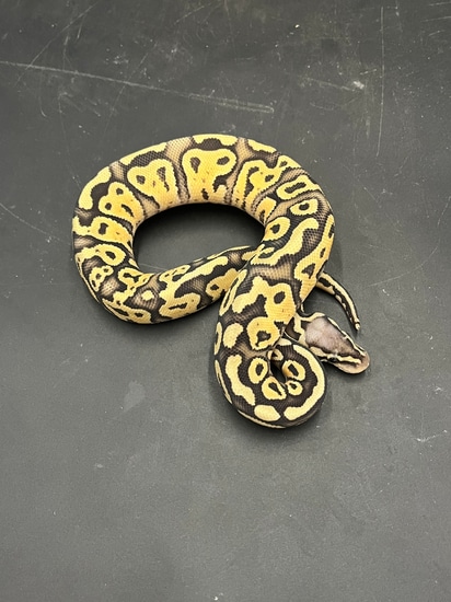 Super Pastel Enchi Hypo Ball Python by Patriotic Exotics