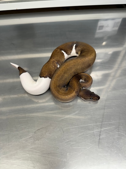 Suma Pied Ball Python by Jazzy Exotics