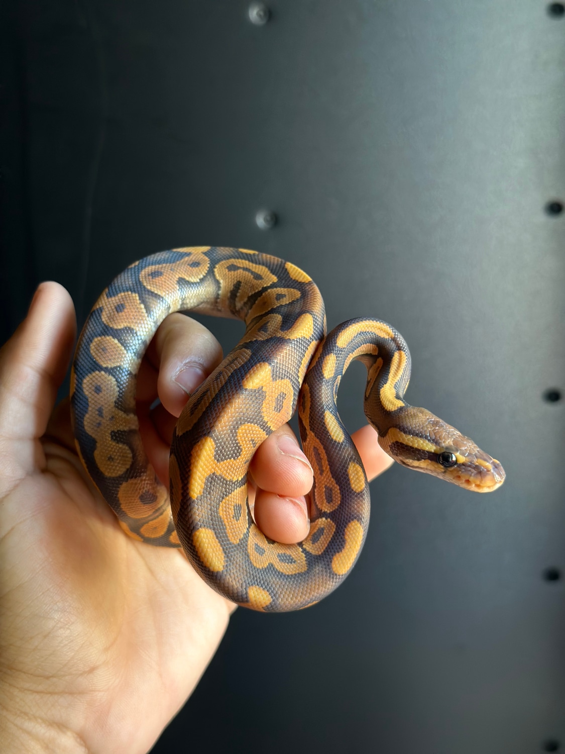 Black Pastel Enchi Hypo Ball Python by Lunar_exotics - MorphMarket
