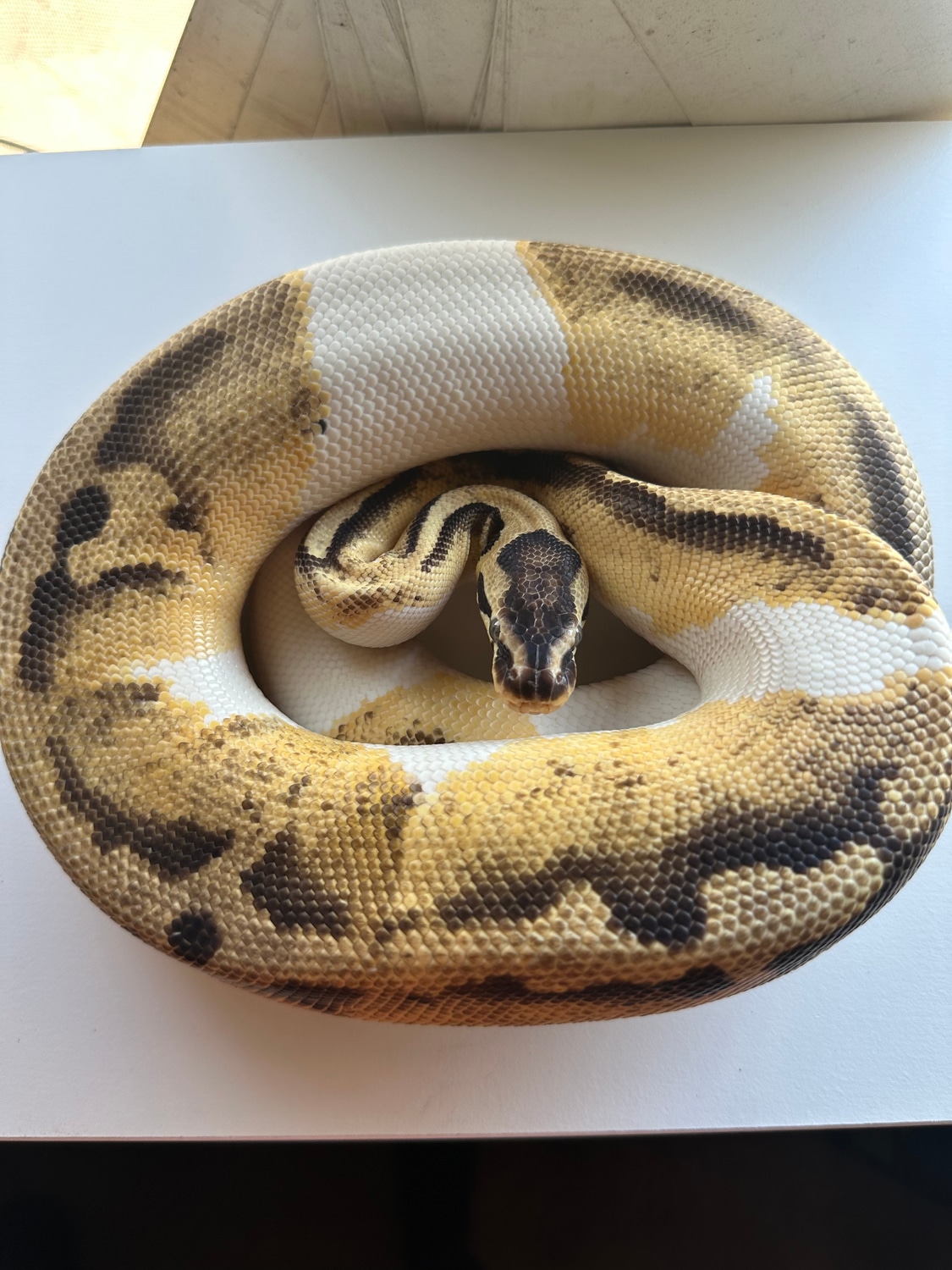 Pastel Enchi Pied Ball Python by Lunar_exotics MorphMarket