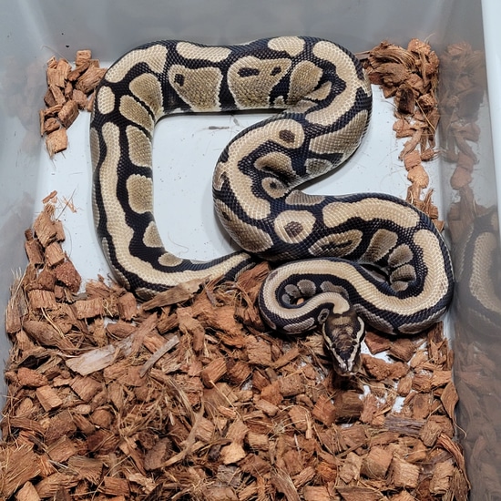 RTB Spotnose 100 Het Desert Ghost Ball Python By Space Coast Morphs rtb-spotnose-100-het-desert-ghost-ball-python-by-space-coast-morphs