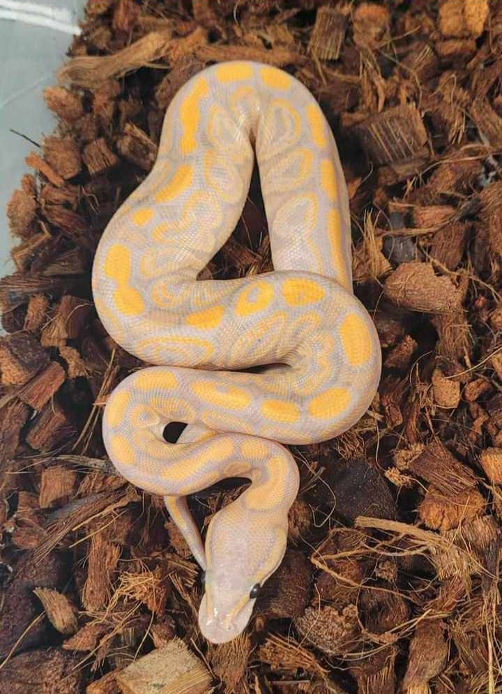 Banana Black Pastel Red Stripe Het Clown Ball Python by JB Ball Pythons