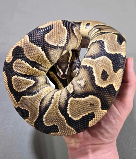 YellowBelly Het Clown Pos Het Pied Ball Python by Space Coast Morphs