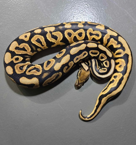 black-pastel-od-het-clown-ball-python-by-space-coast-morphs