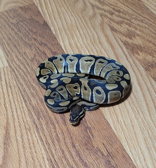 het-sunset-ball-python-by-space-coast-morphs