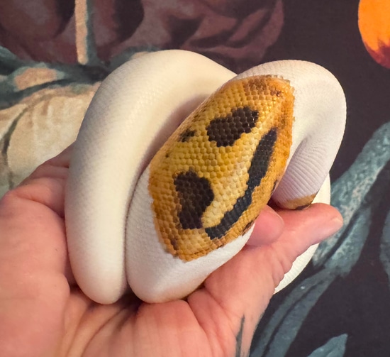 Pied Ball Python By Space Coast Morphs Pied ball python by space coast morphs