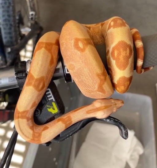 Red Pastel Sharp Sunglow Boa Constrictor by Barrett’s boas