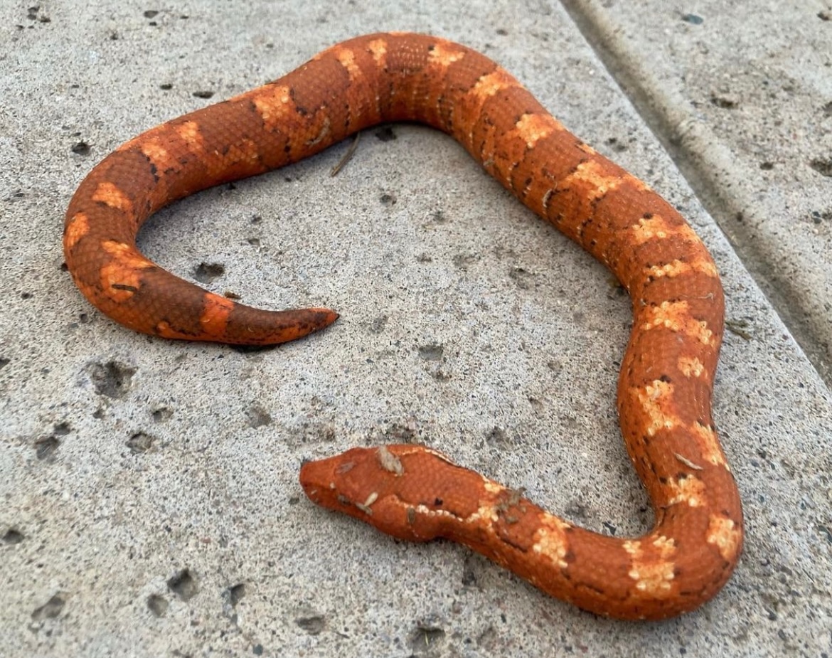 Red Viper Boa Ground Boa by Barrett’s boas MorphMarket