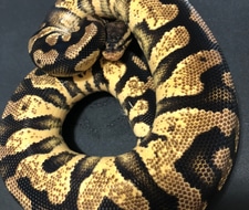 Pastel Yellow Belly Ball Python by Baud’s Exotic Reptiles - MorphMarket