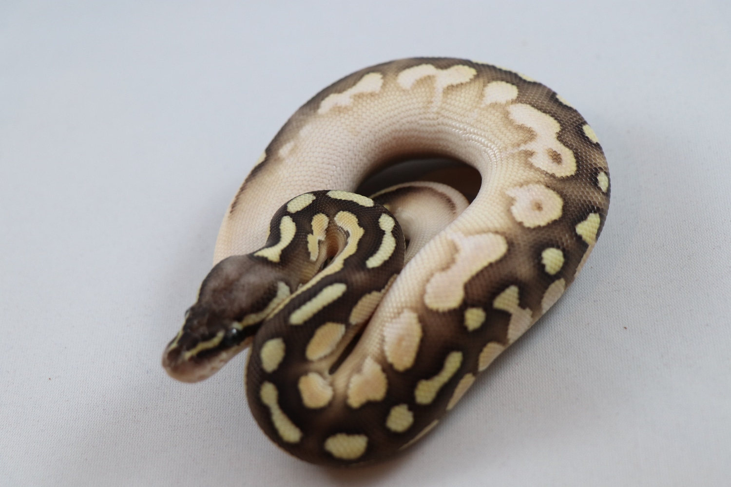 Cinnamon Mojave Calico Pastel Ball Python by Baud’s Exotic Reptiles ...