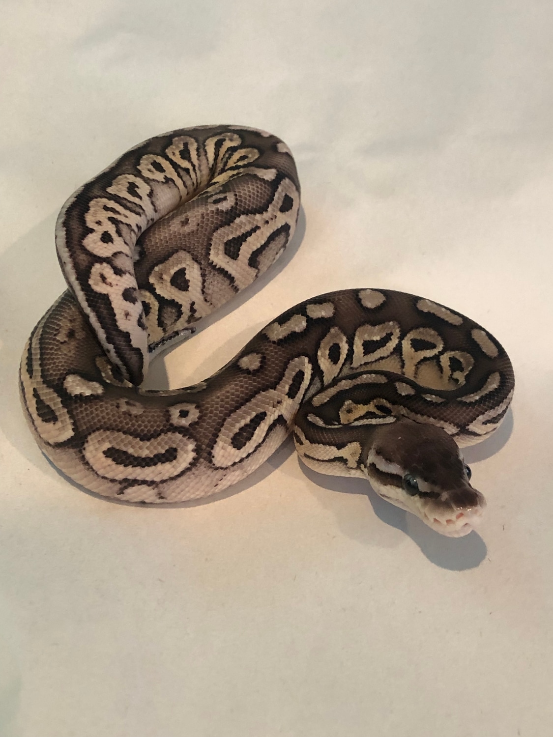Cinnamon Mojave Pastel Ball Python by Baud’s Exotic Reptiles - MorphMarket