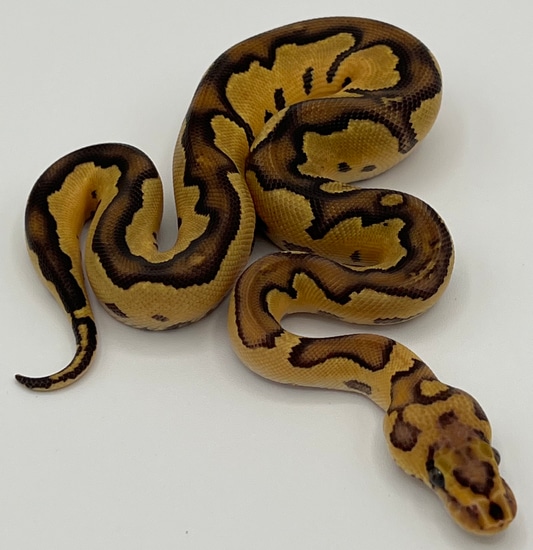 X-treme Gene Clown Pos Fire Ball Python by Baud’s Exotic Reptiles