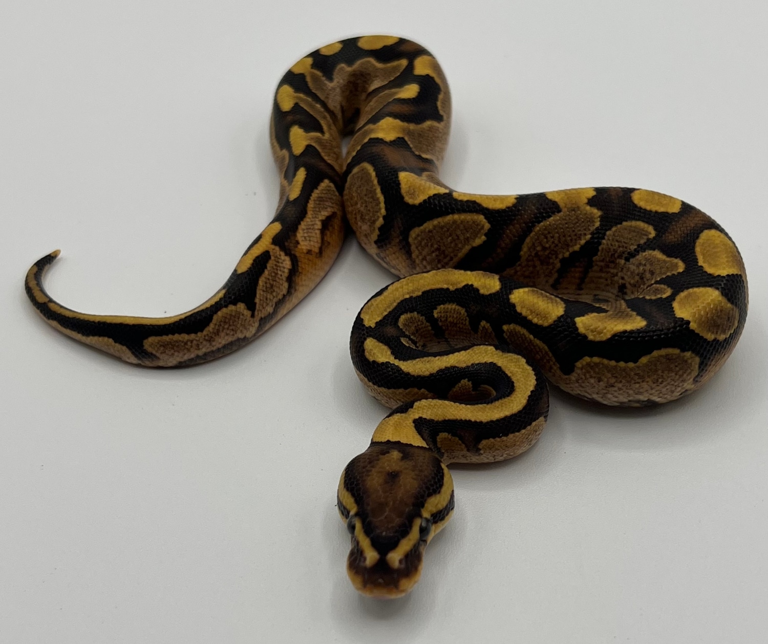 Enchi Calico Yellow Belly Pos Fire Het Clown Ball Python by Baud’s ...