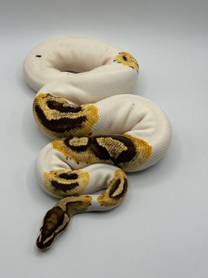 Fire GeneX Pied Ball Python by Baud’s Exotic Reptiles