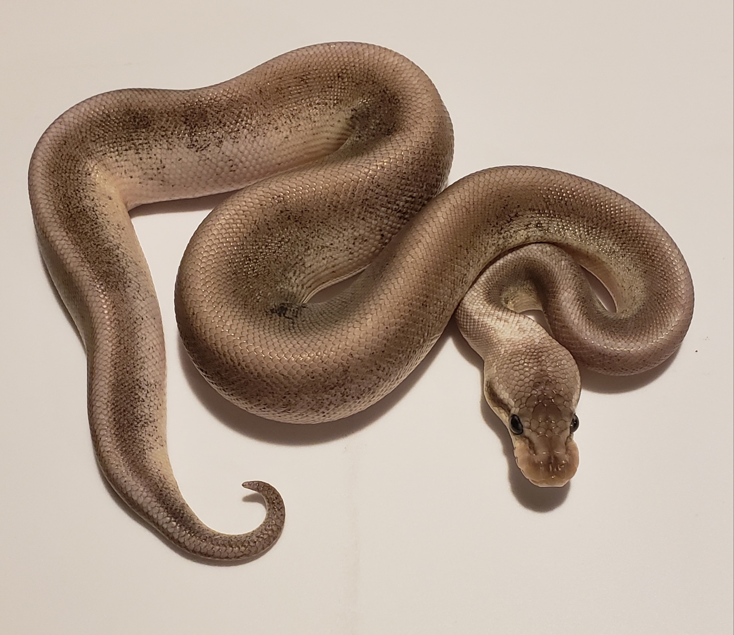 Pastel HRA Cinnamon Leopard Ball Python by Crazy 8 Reptiles MorphMarket