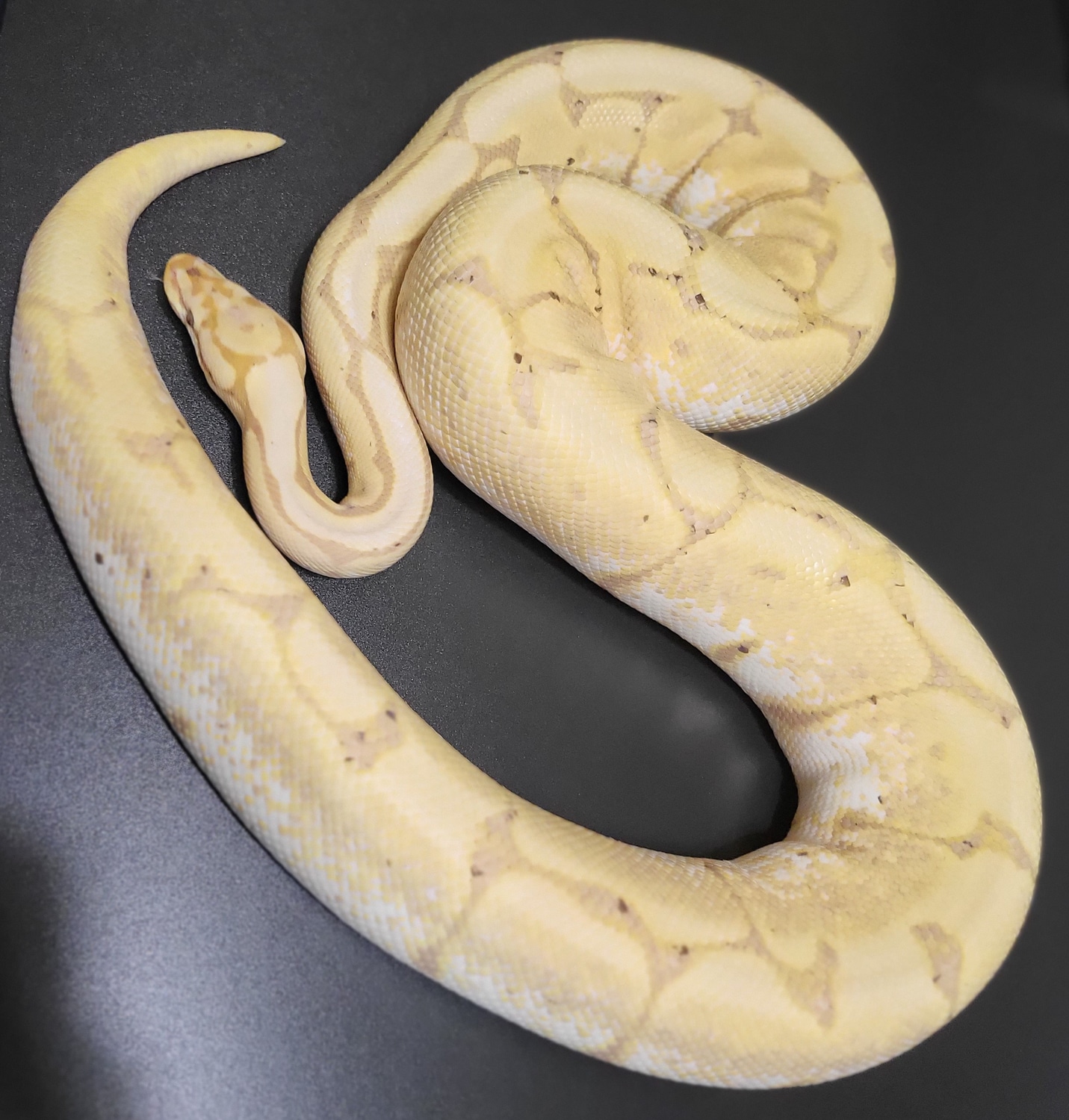 Banana Spider Ball Python by Crazy 8 Reptiles MorphMarket