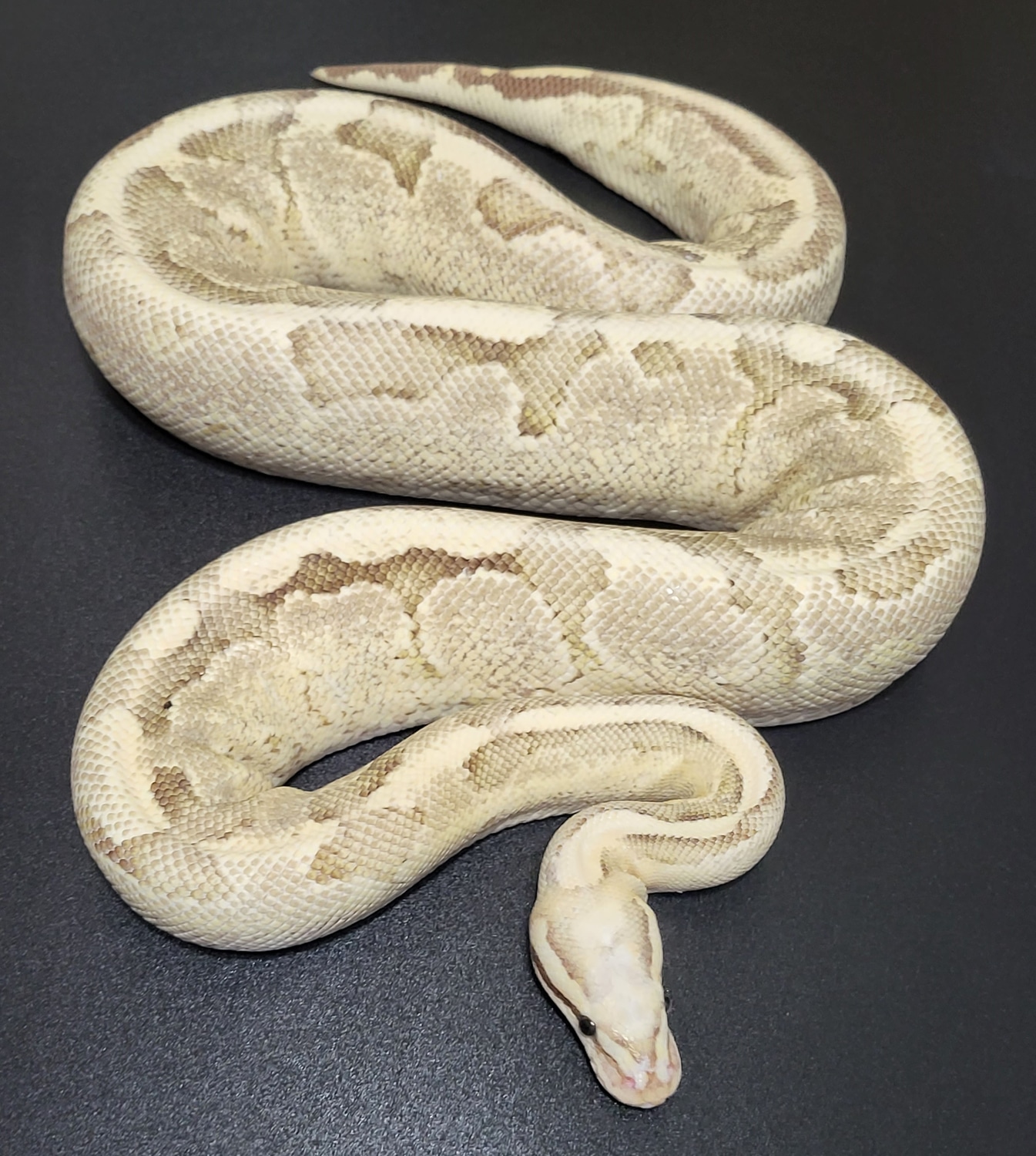 Vanilla Cream Ball Python by Crazy 8 Reptiles MorphMarket