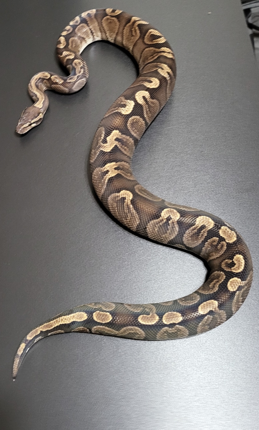 GHI Het VPI Axanthic Ball Python by Crazy 8 Reptiles - MorphMarket