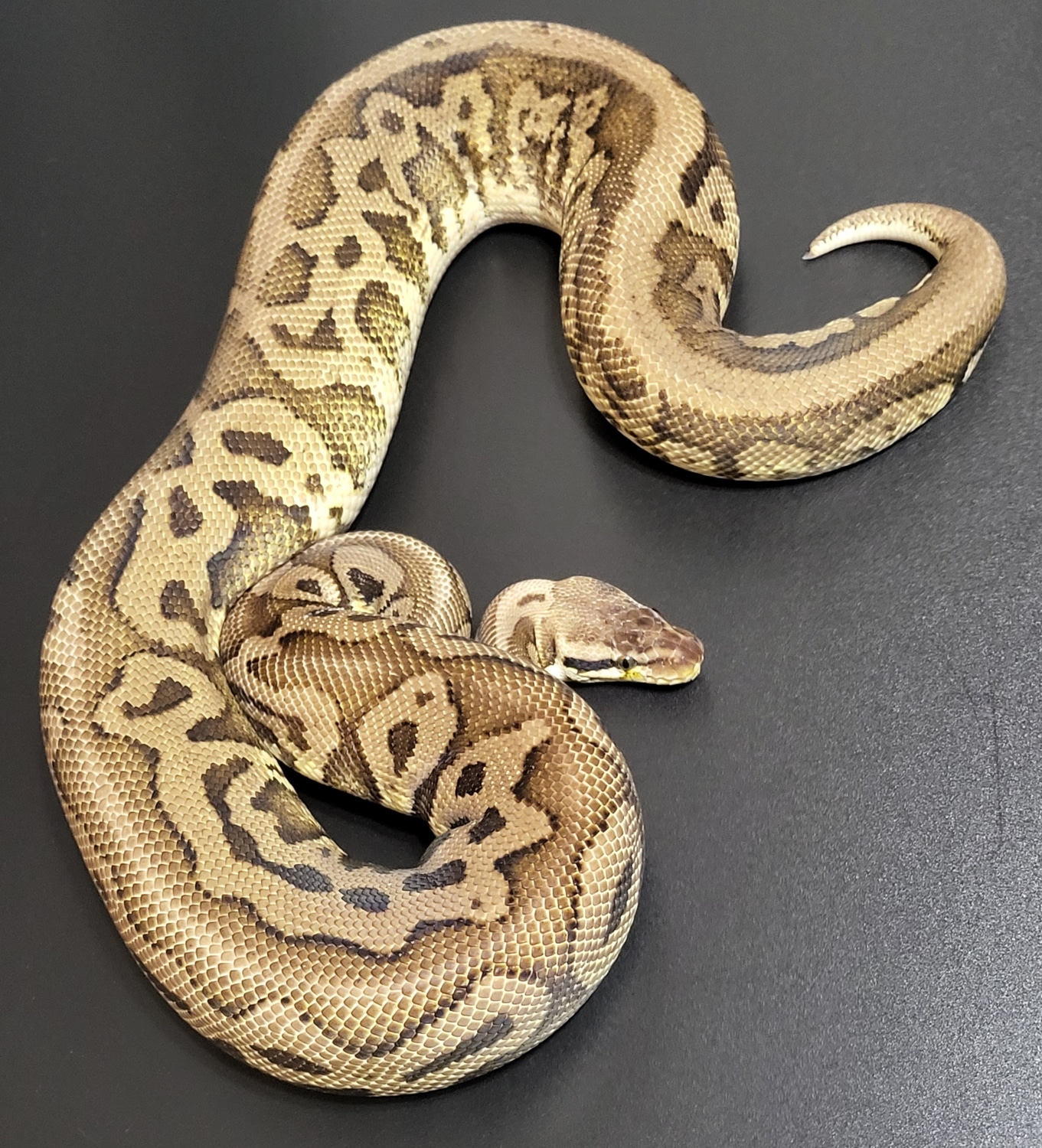 Leopard Pastel HRA Ball Python by Crazy 8 Reptiles - MorphMarket