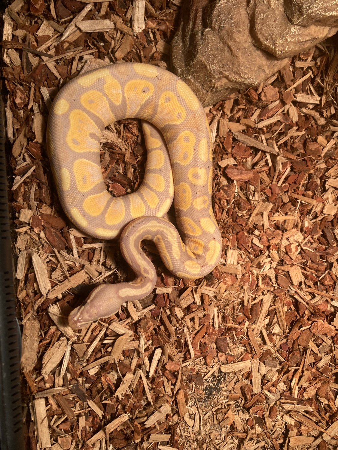 Banana Ball Python by Blackwater reptiles MorphMarket