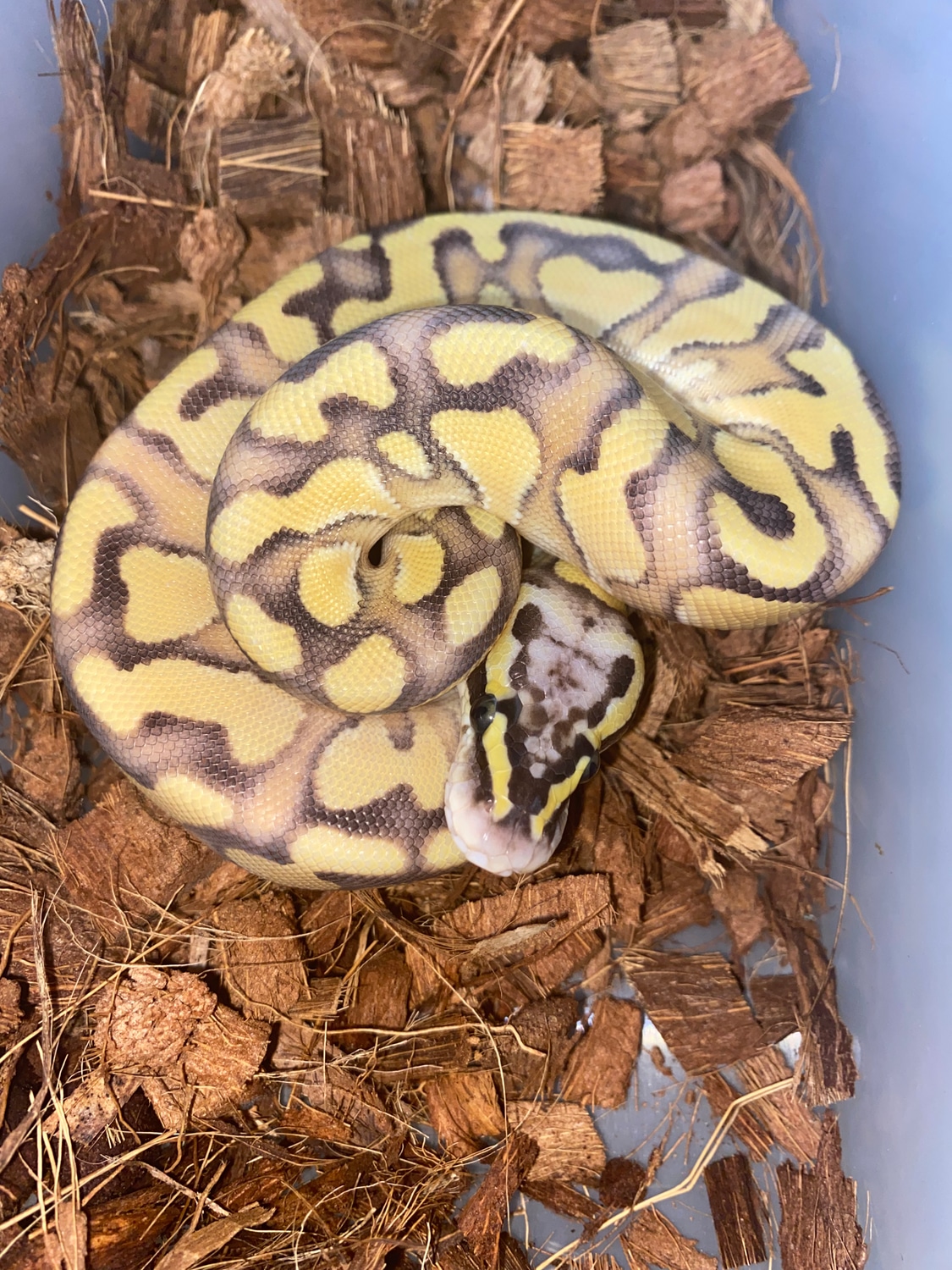 1.0 Pastel Butter Enchi Het Hypo Ball Python by JBRoyals - MorphMarket