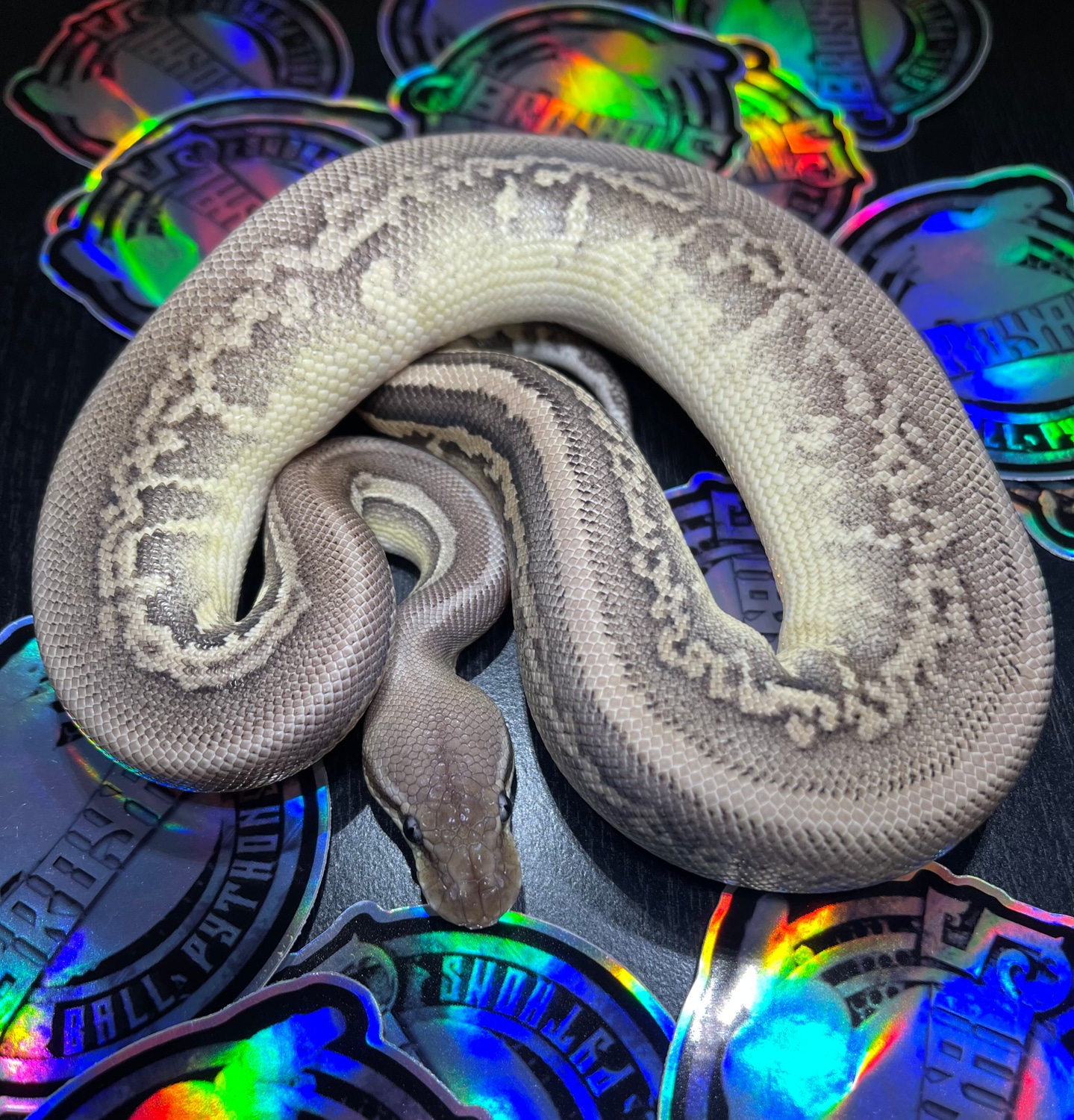 Pewter Mojave Leopard Ball Python by JBRoyals MorphMarket