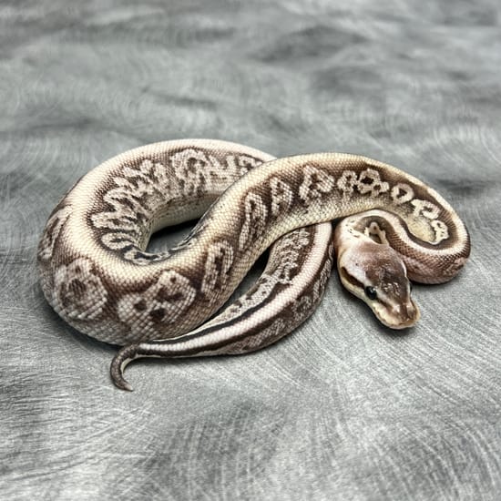 Silver Streak Blackhead Probable Calico Ball Python by Morph Mixology ...