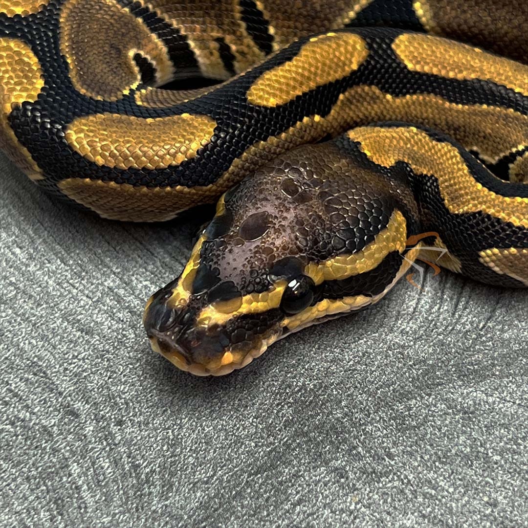 Scaleless Head Het Ultramel Ball Python by Morph Mixology Reptiles ...