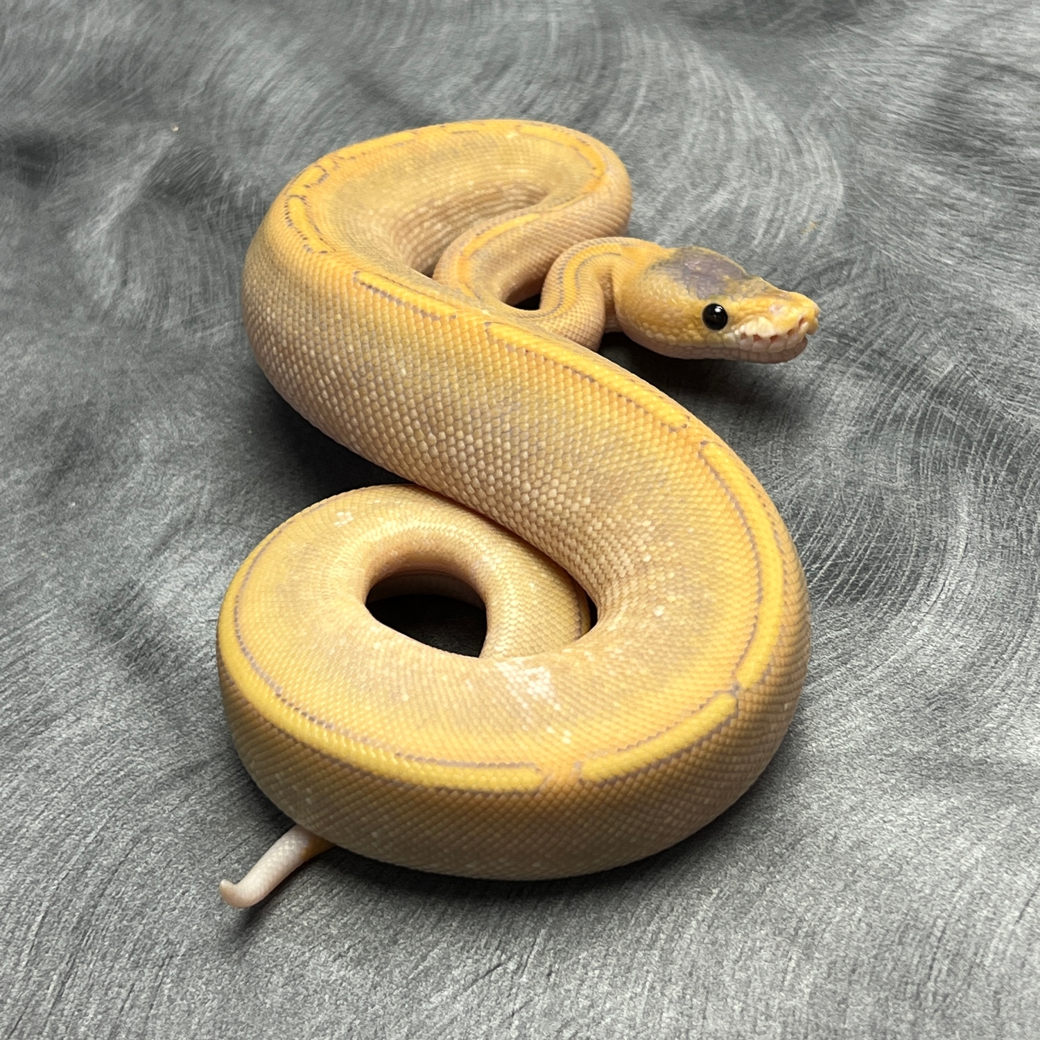 Yellowbelly Mimosa Ball Python by Morph Mixology Reptiles MorphMarket