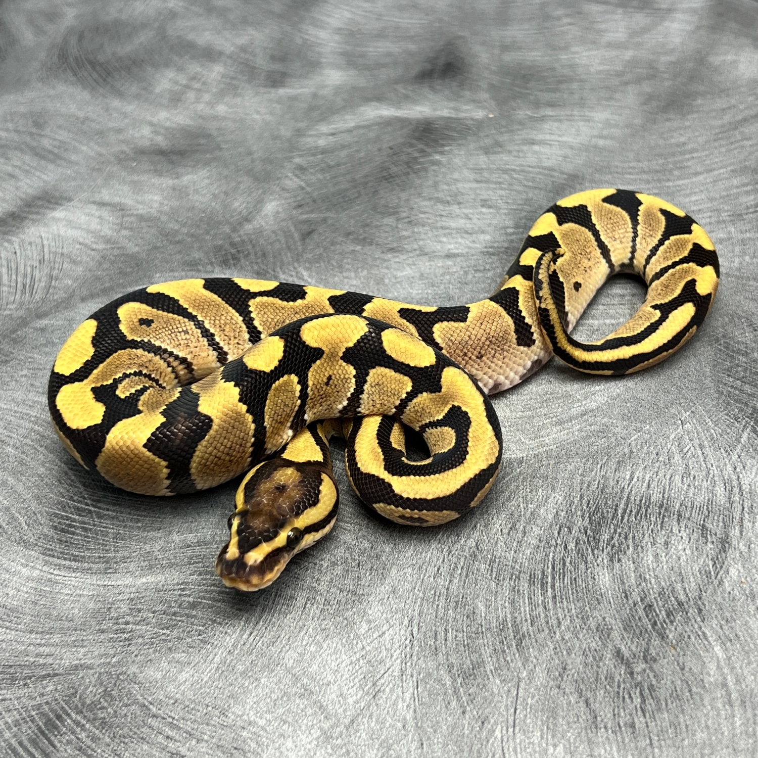Fire Het Clown Ball Python by Morph Mixology Reptiles - MorphMarket