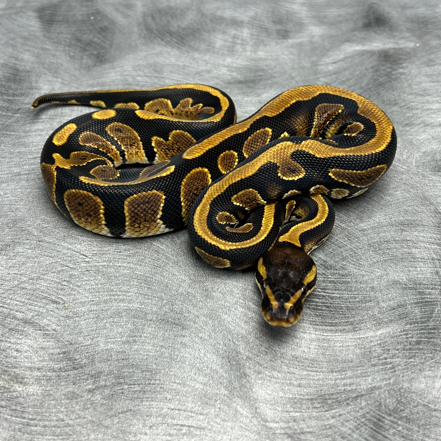 Mahogany 66% Het Pied Ball Python by Morph Mixology Reptiles - MorphMarket