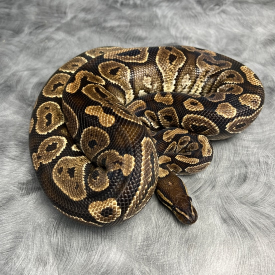 Huffen Ball Python Huffman Het Hypo *PROVEN* Ball Python by Morph Mixology Reptiles