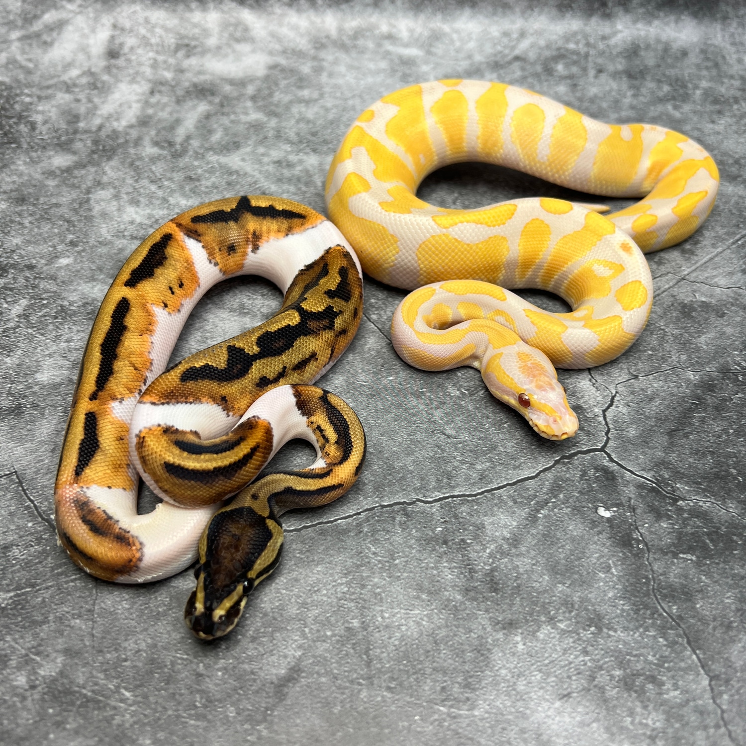 Dreamsicle-Maker Pair Ball Python by Morph Mixology Reptiles - MorphMarket