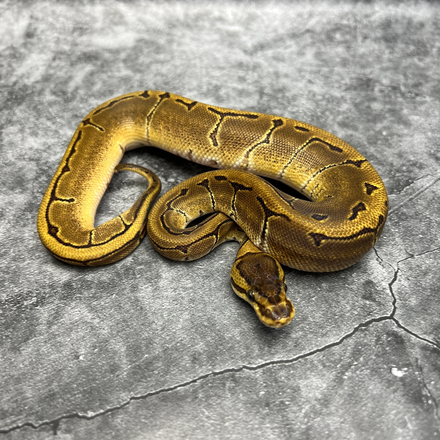 Calico Pinstripe Poss Enchi DH Dreamsicle Ball Python by Morph Mixology ...