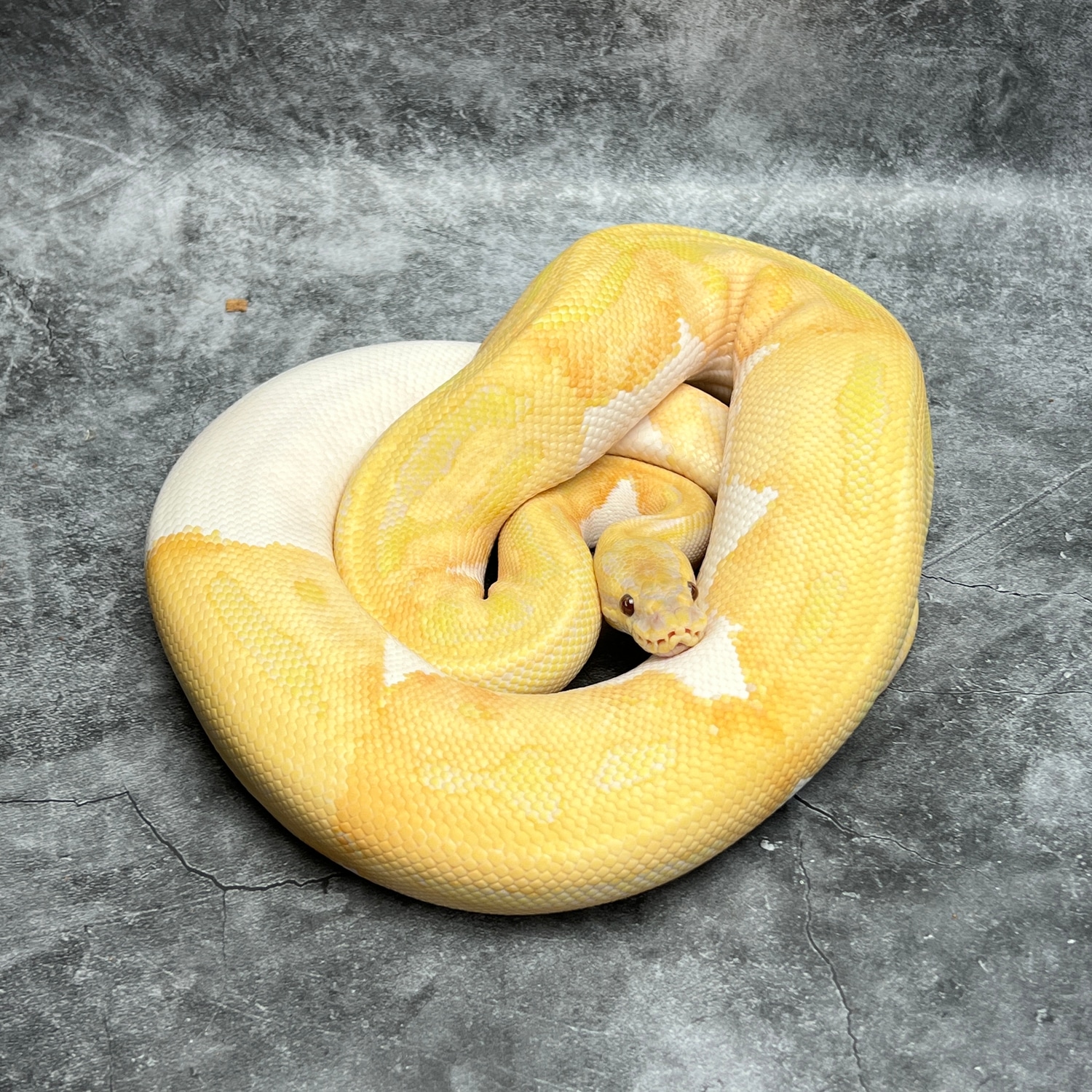 Dreamsicle Ball Python by Morph Mixology Reptiles - MorphMarket