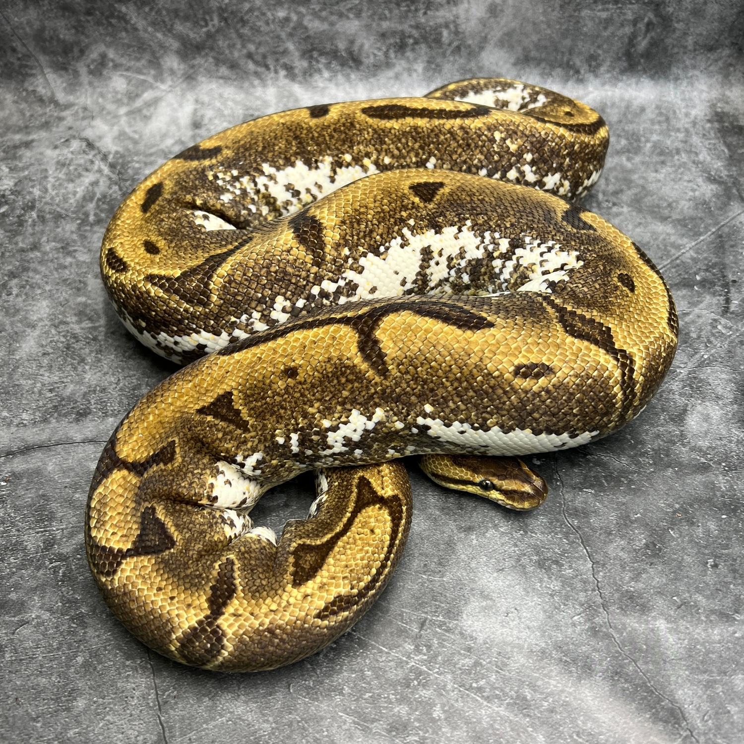 Calico Enchi Pinstripe Ball Python by Morph Mixology Reptiles - MorphMarket