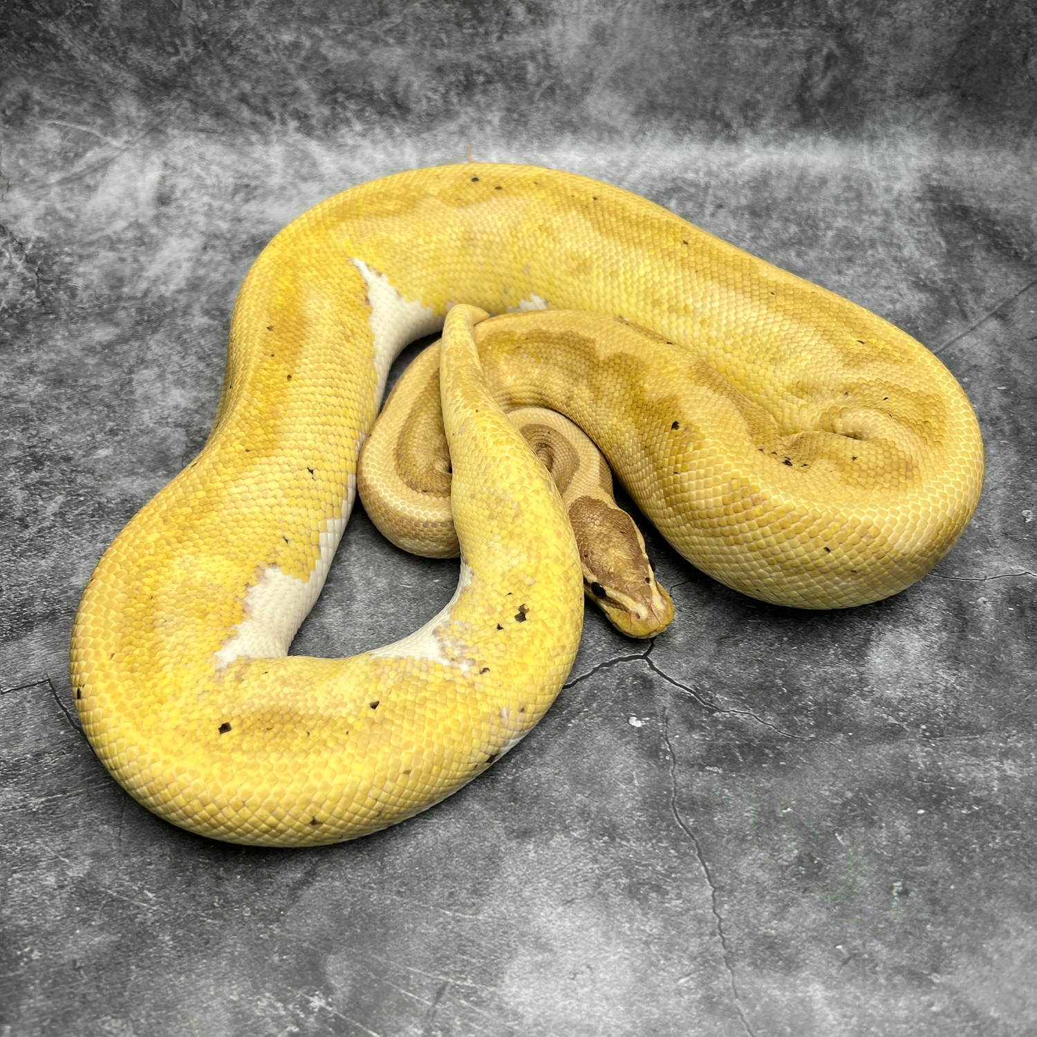 Banana Pied Ball Python by Morph Mixology Reptiles - MorphMarket