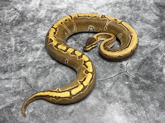 Enchi Pinstripe Calico Ball Python by Morph Mixology Reptiles